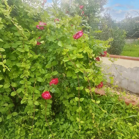 Charming In With Garden 75 M²